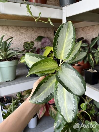 Аглаонема Уши слона
