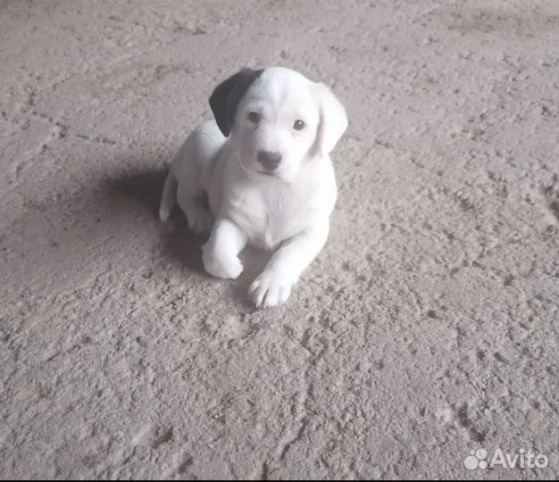 Собака в добрые руки щенок мальчик