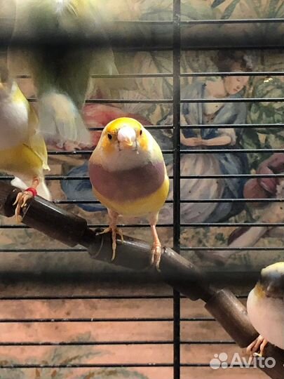 Амадин Гульда самочка