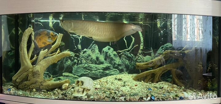 Продам аквариум 450 литров полукруглый на тумбе