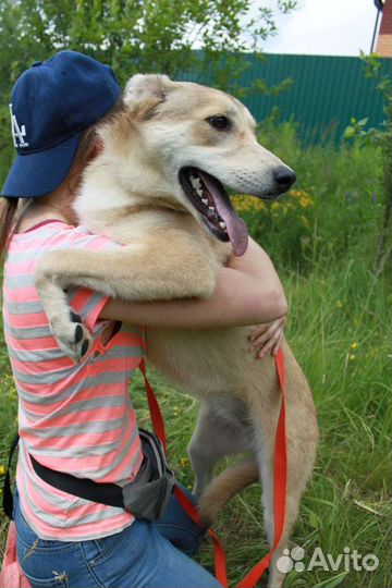 Собака в добрые руки отдам бесплатно