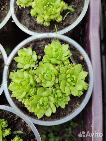 Молодило каменная роза