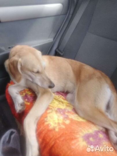 Собака на передержку