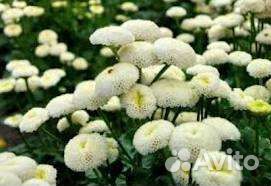 Калина бульдонеж