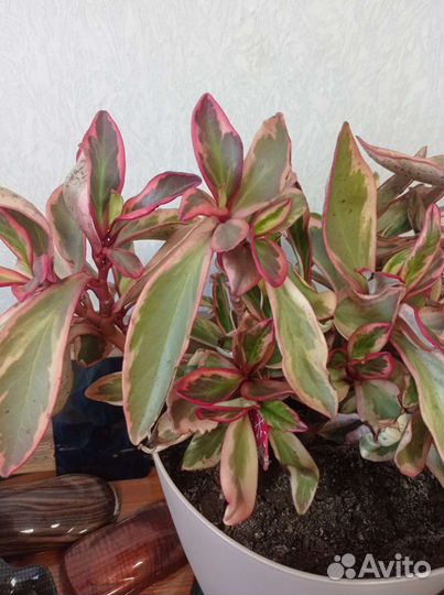 Пиперомия клузиелистная Джинни