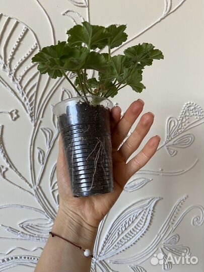 Юг Большое искушение Пеларгония