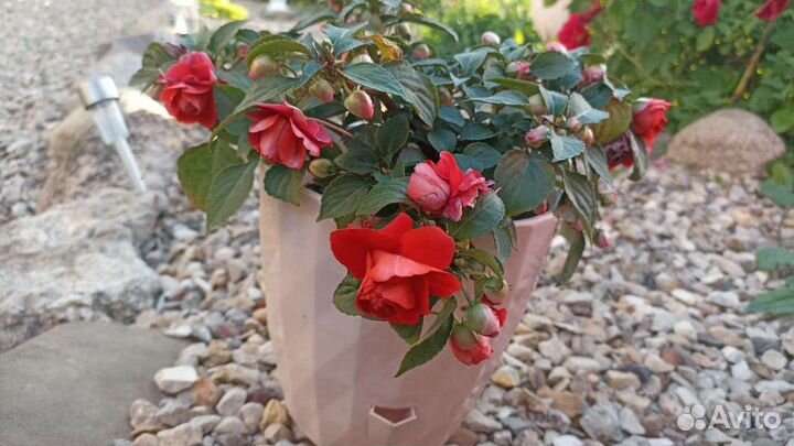 Бальзамин (Ванька мокрый)