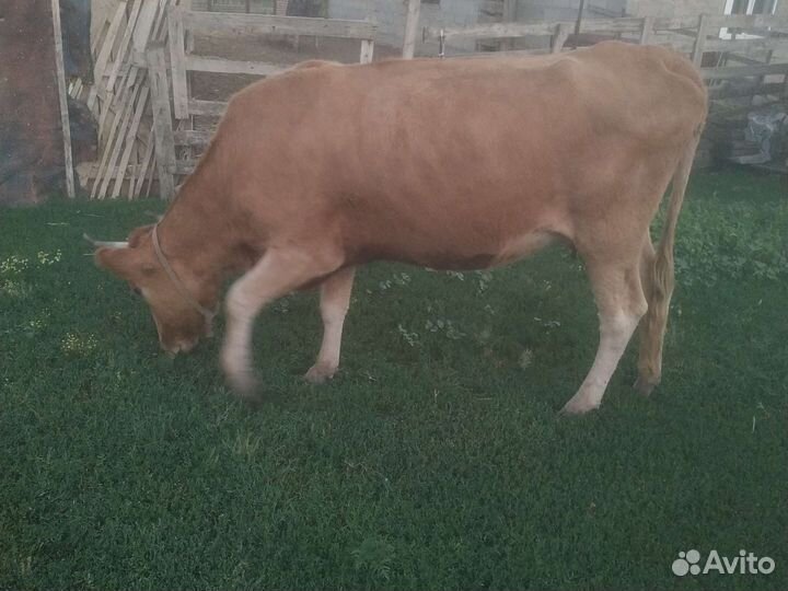 Корова с теленком