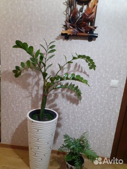 Замиокулькас