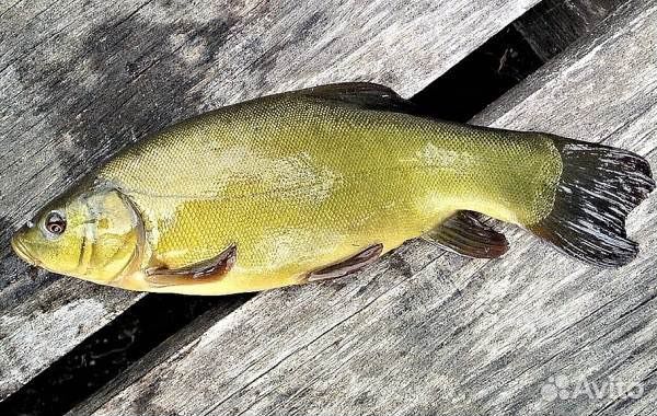 Рыба для пруда