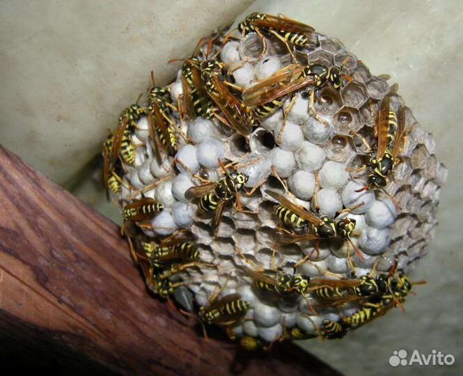 Уничтожение ос