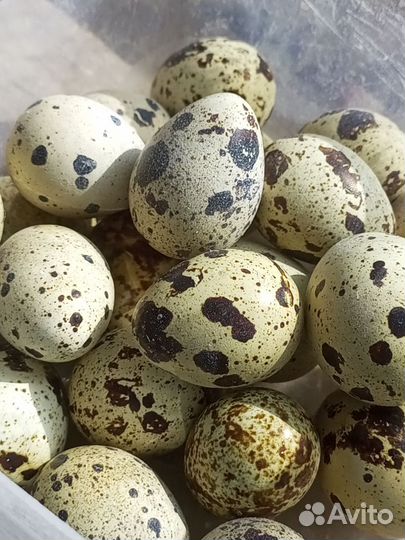 Яйца перепелиные