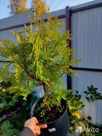 Туя Голден глоб