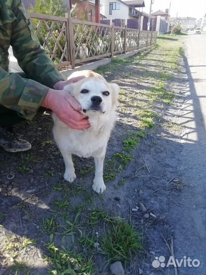 Ласковая собачка