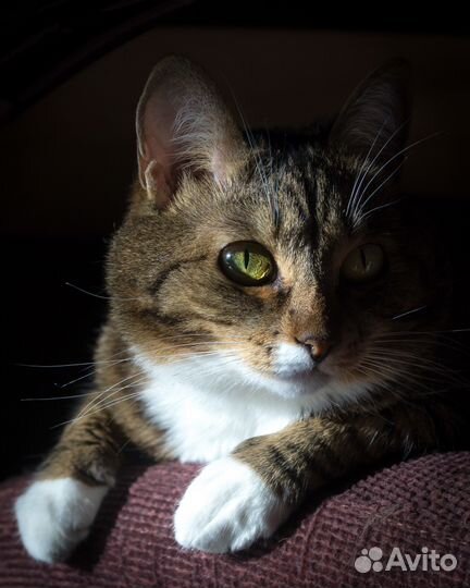 Sigma AF 17-50 mm f/2.8 OS HSM (Sony A)