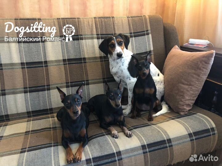 Передержка собак / Зоогостинница