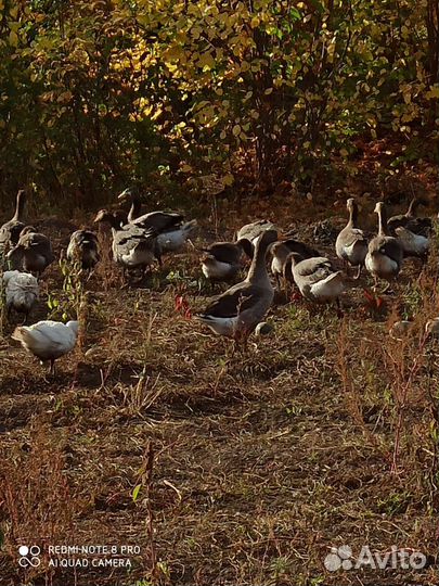 Крупные серые гуси