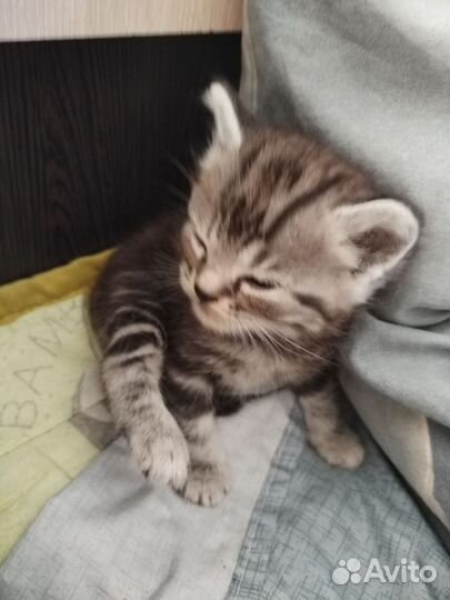 Шотландские котята