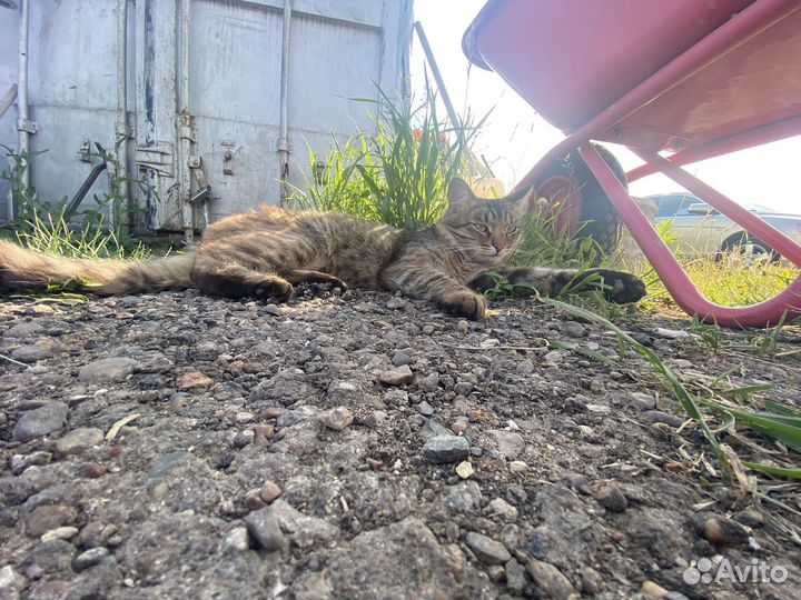 Отдам кота в добрые руки Казань