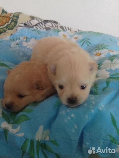 Собака Шпиц