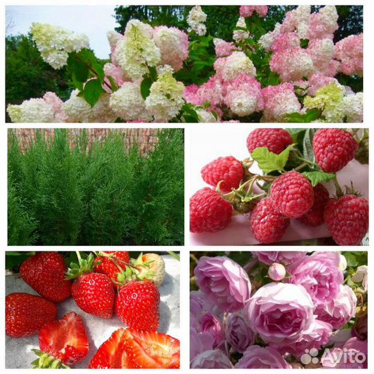 Саженцы растений