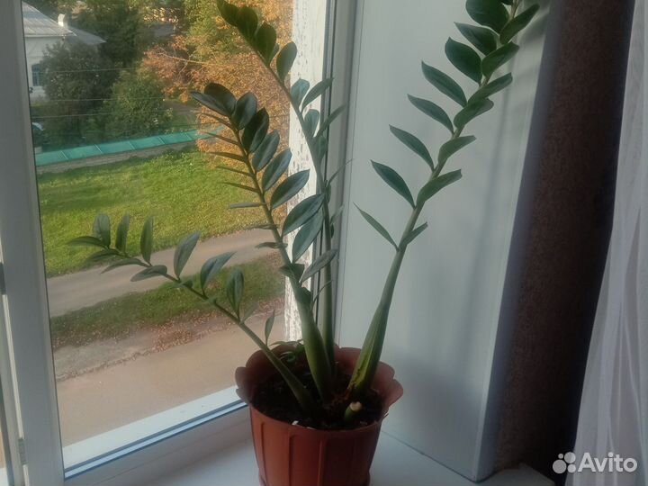 Замиокулькас