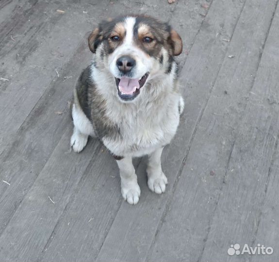 Собака в добрые руки