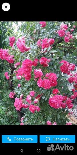 Розы вьющийся саженцы