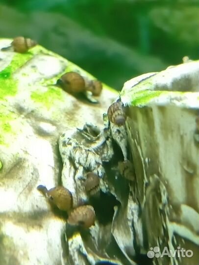 Улитки аквариумные