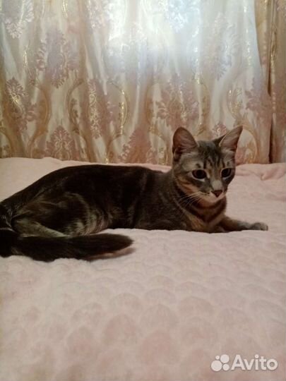 Кошка в дар
