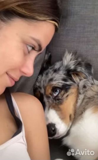 Сухой корм для собак мал. пород Pedigree 2.2 кг