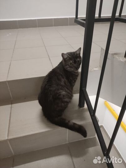 Кошечка молодая, выбросили в подъезд