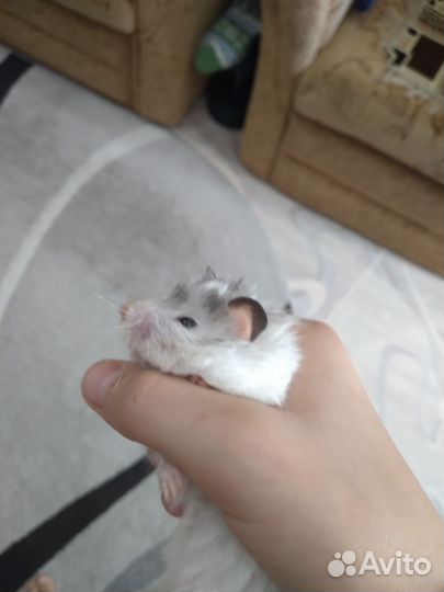 Хомяк