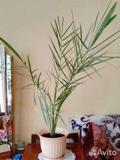 Финиковая пальма