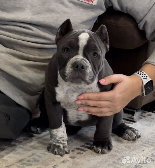 Американский булли