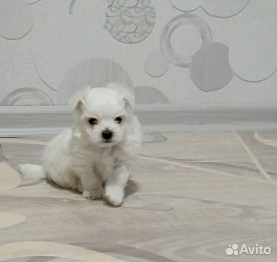Мальтийская болонка