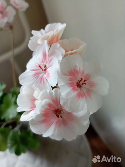 Пеларгония Lovely Wera