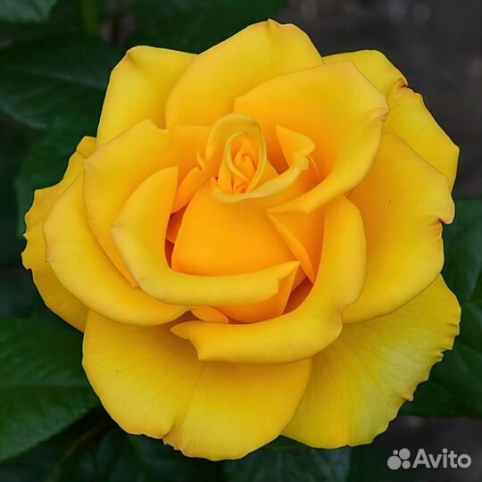 Саженцы розы Керио