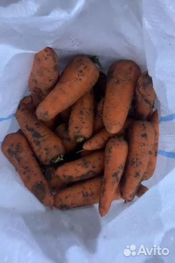 Морковь морковка