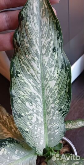 Диффенбахия