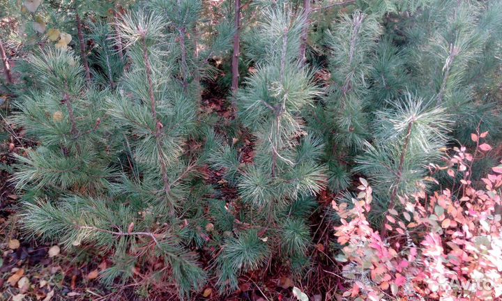 Туя, можжевельник, ель голубая, кизильник