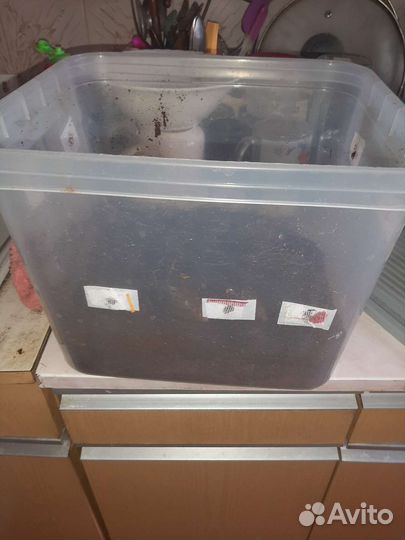 Улитки ахатины