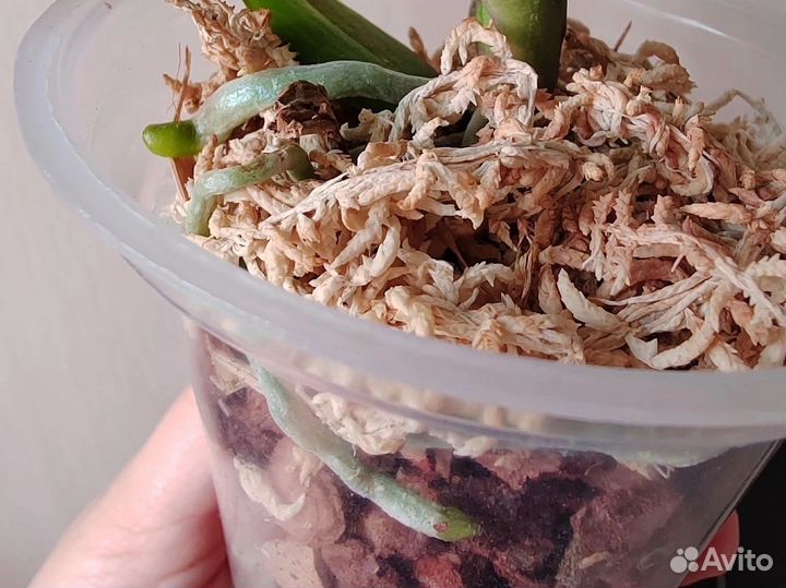 Орхидея фаленопсис Qwirkle