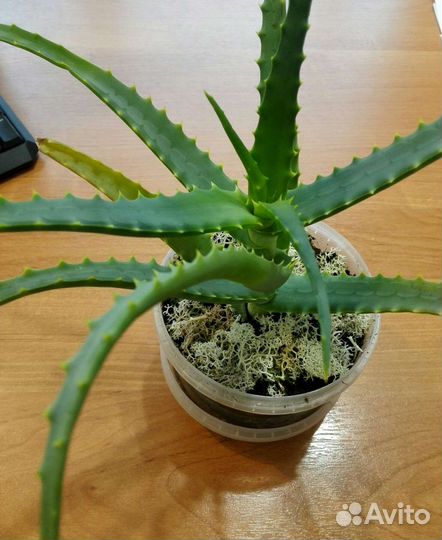 Алоэ столетник