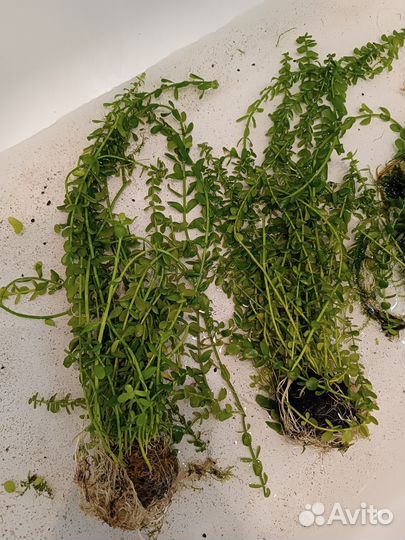 Аквариумные растения прополка