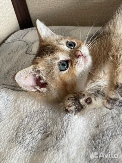 Британские котята