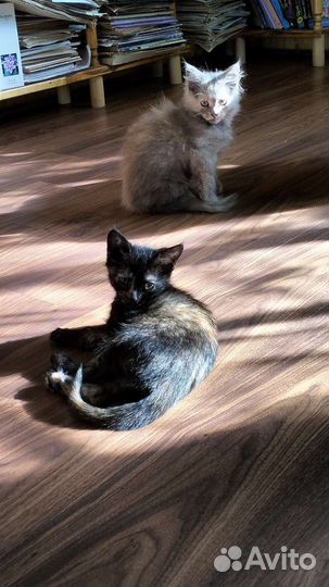 Кошка в дар