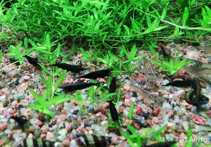 Аквариумные креветки Green Jade Extreme