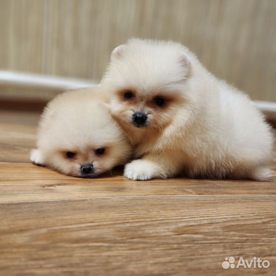 Шпиц мальчики