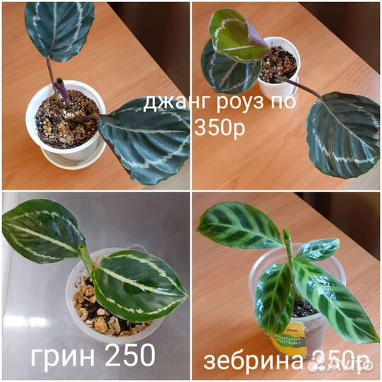 Разные домашние цветы